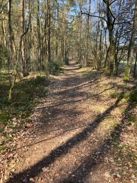 Bilde fra stien gjennom en skog på Naturistenweg Undeloh