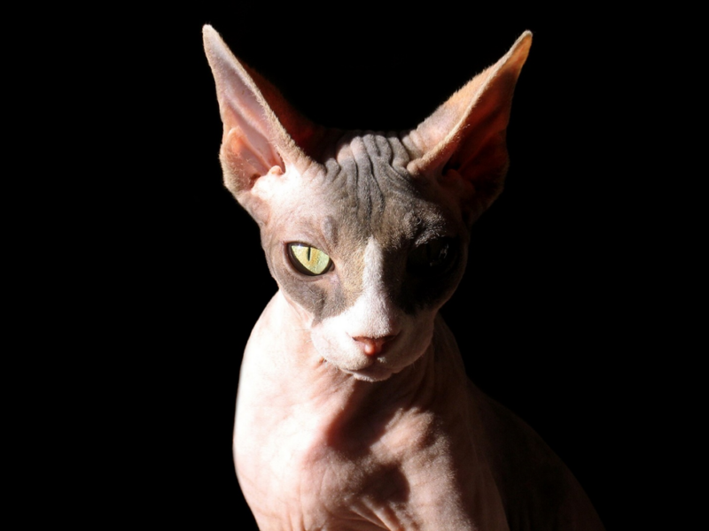 bilde av nakenkatt