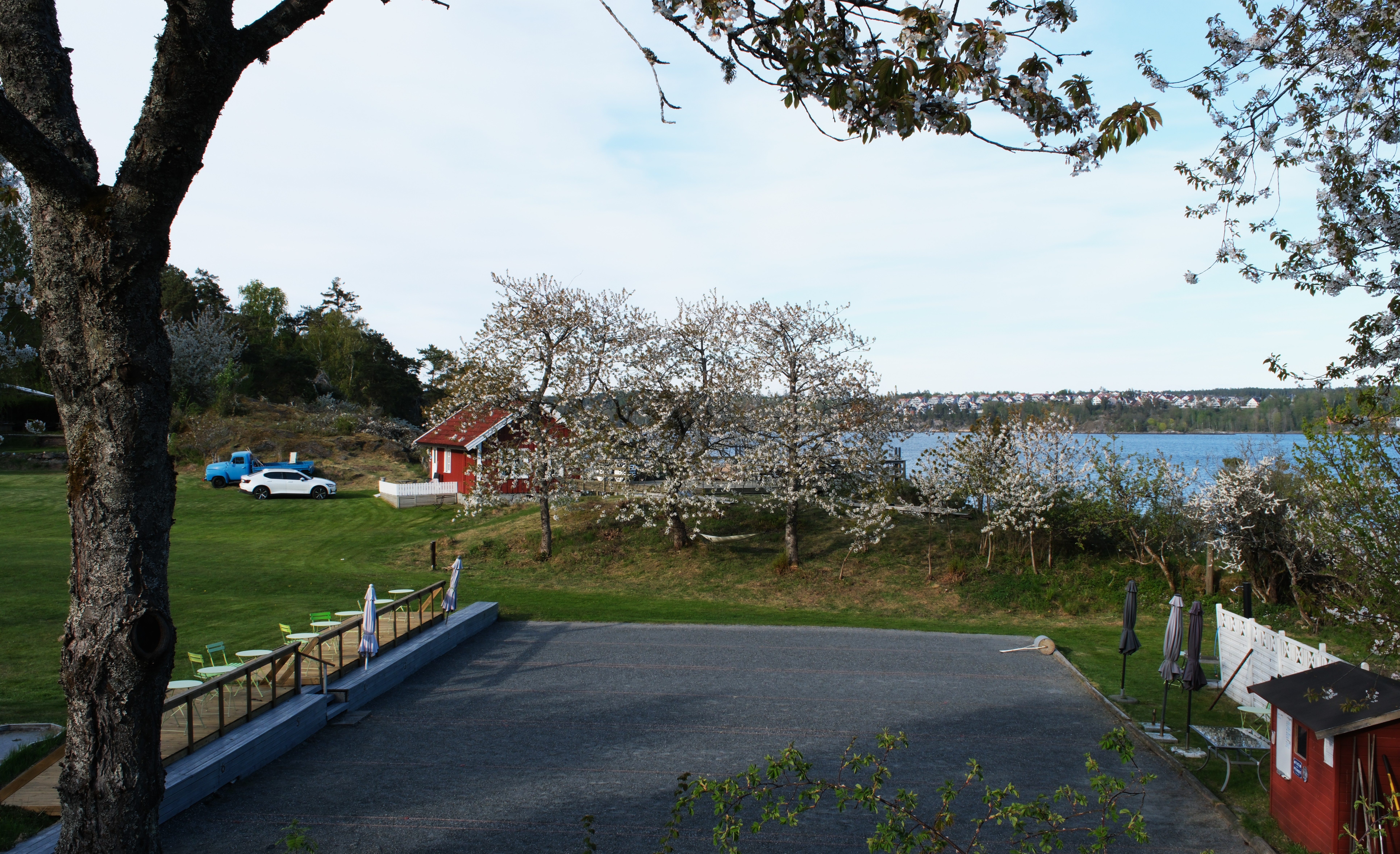 Pinse på Sjøhaug